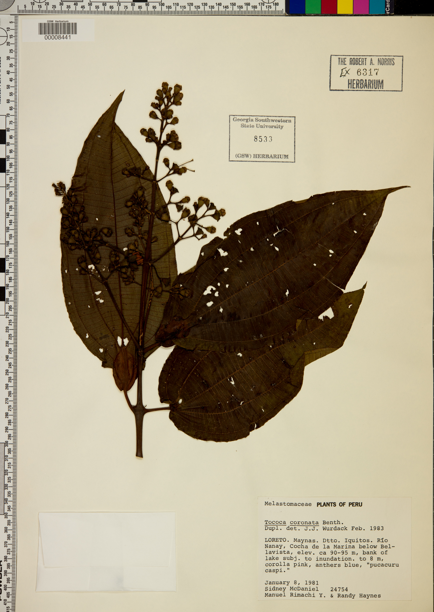 Miconia tococoronata image