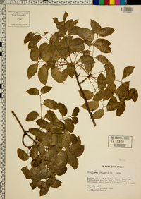 Swietenia mahogani image