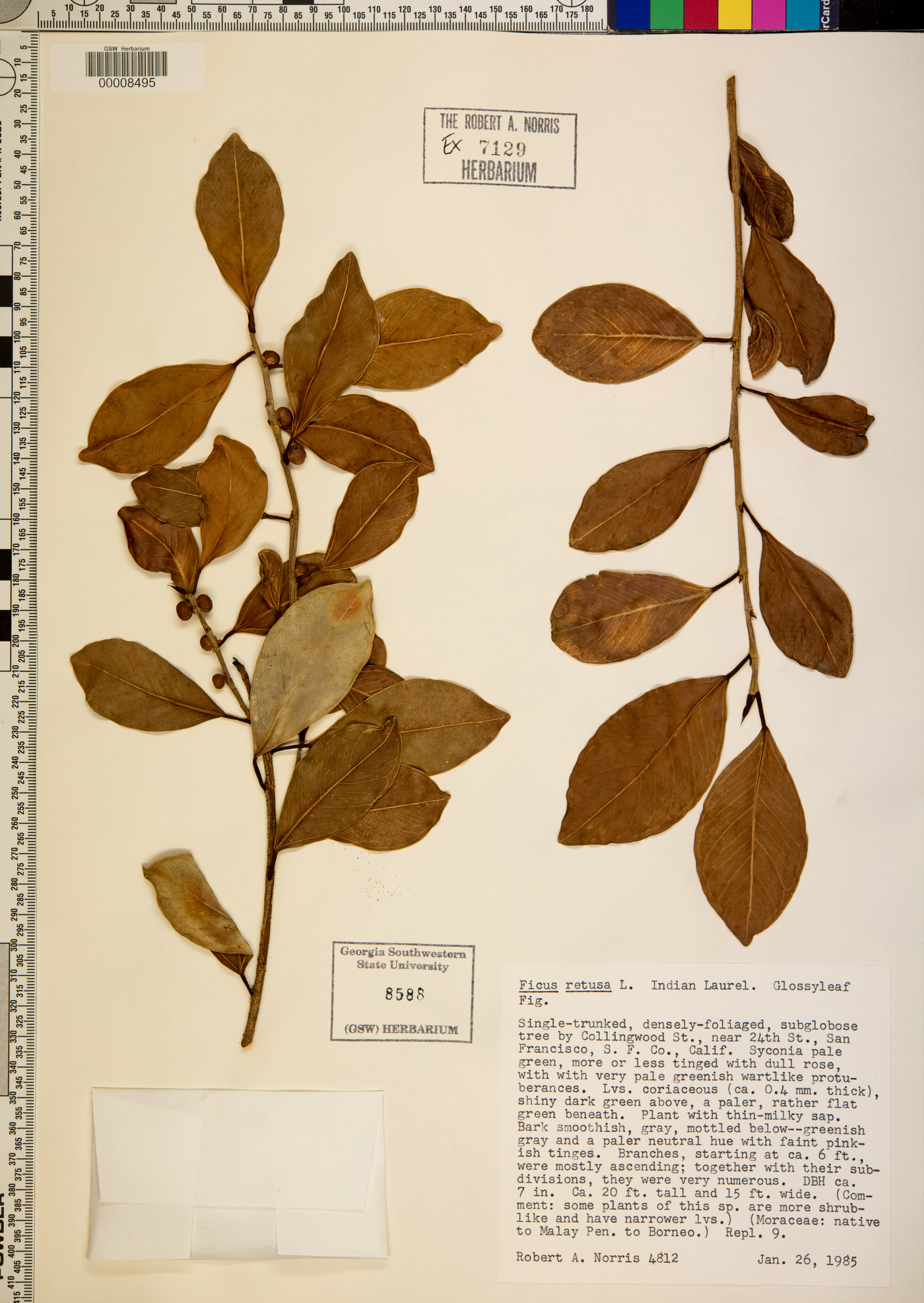 Ficus thonningii image