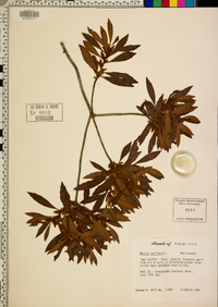 Myrica cerifera image