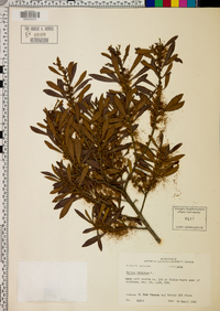 Myrica cerifera image