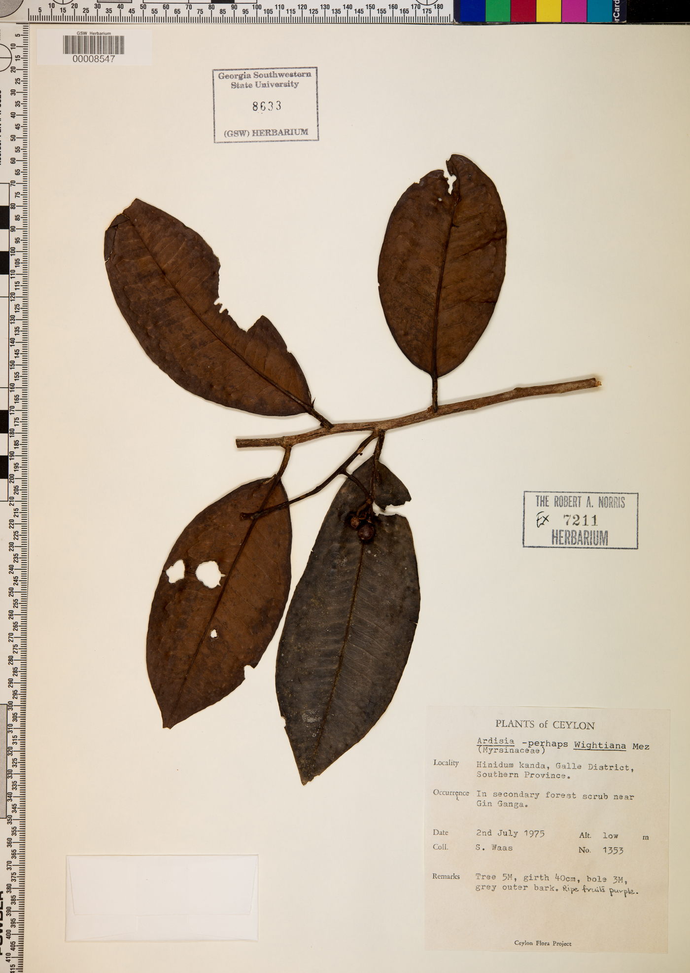 Ardisia wightiana image