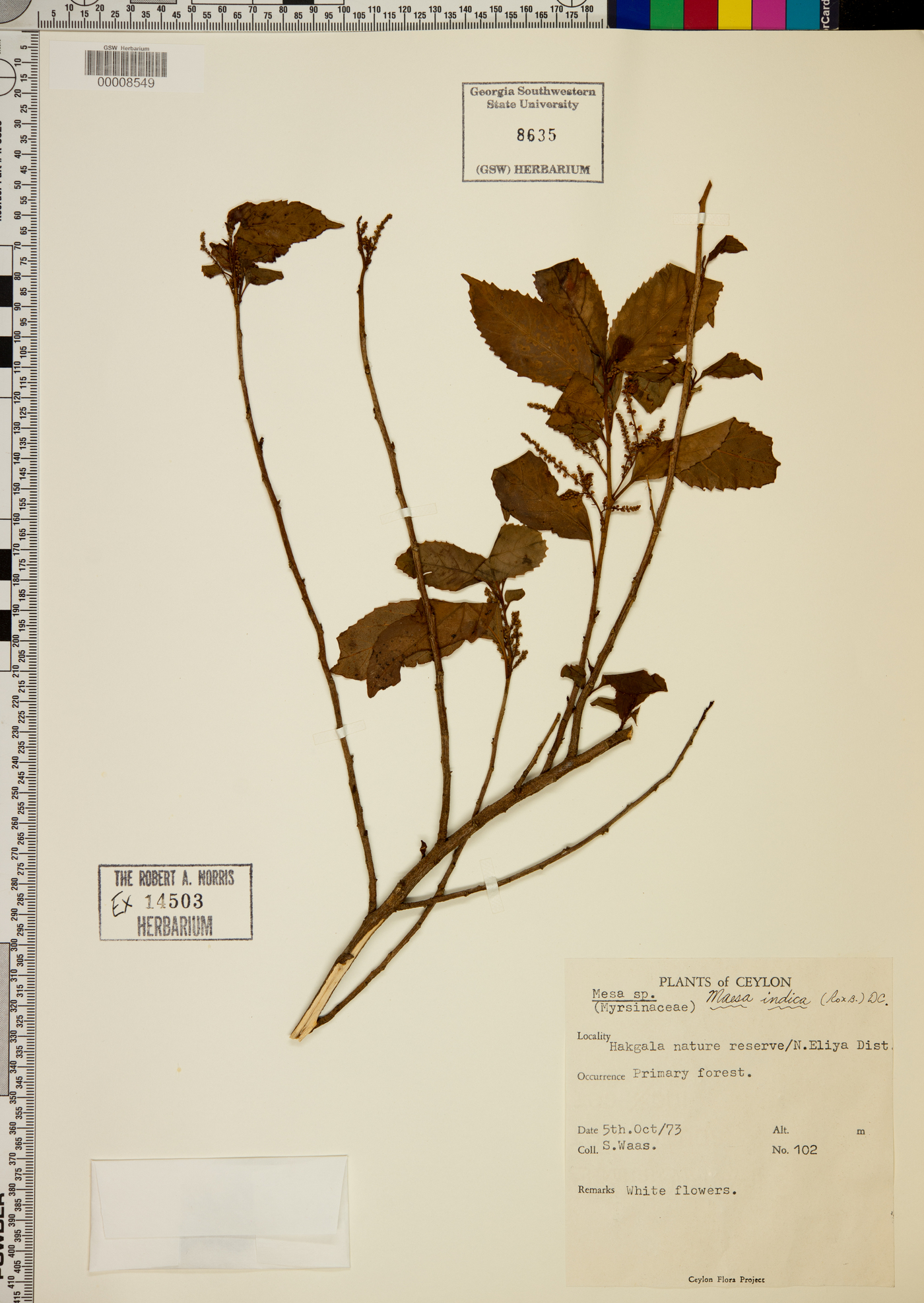 Maesa indica image