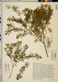 Image of Baeckea virgata