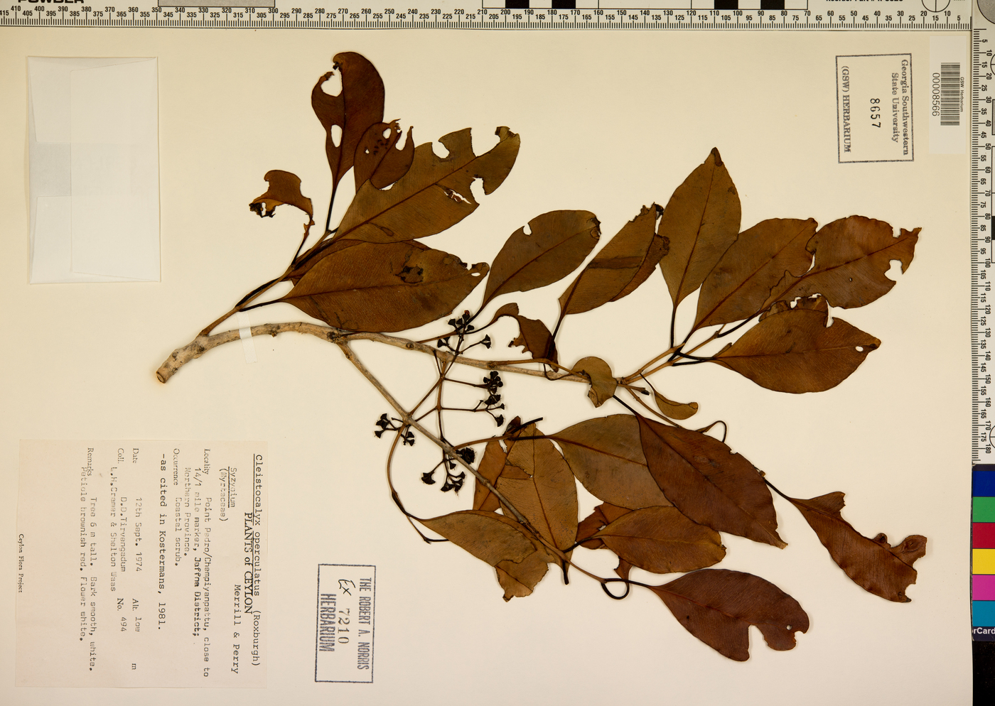 Syzygium nervosum image