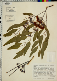 Eucalyptus sideroxylon image