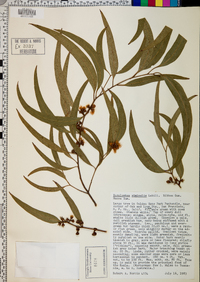 Eucalyptus viminalis image