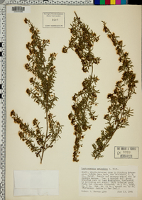 Leptospermum ericoides image