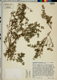 Leptospermum lanigerum image