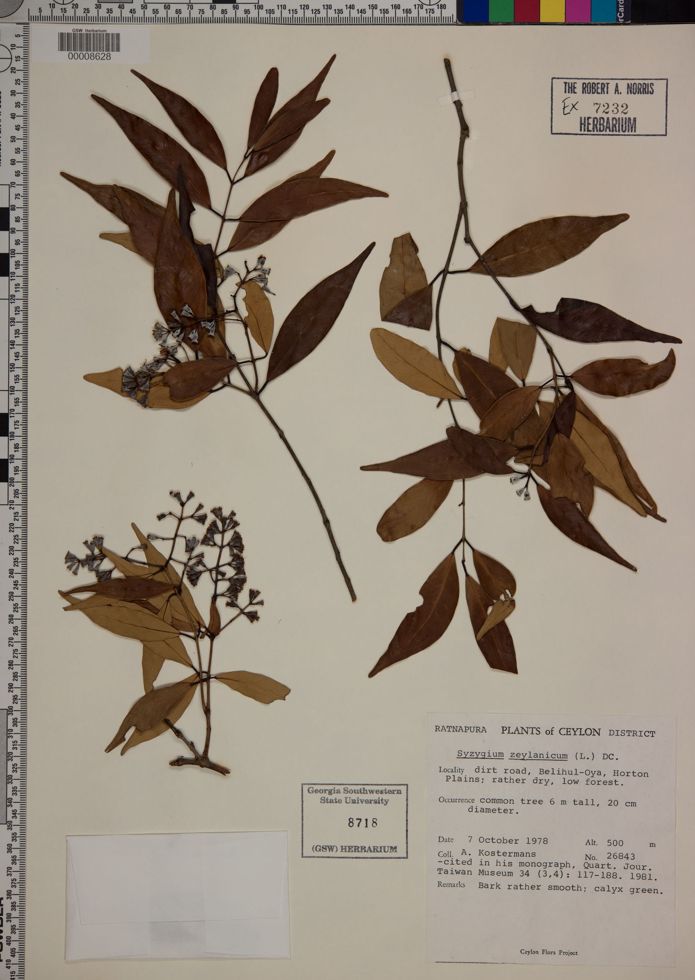 Syzygium zeylanicum image