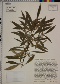 Image of Tristania laurina