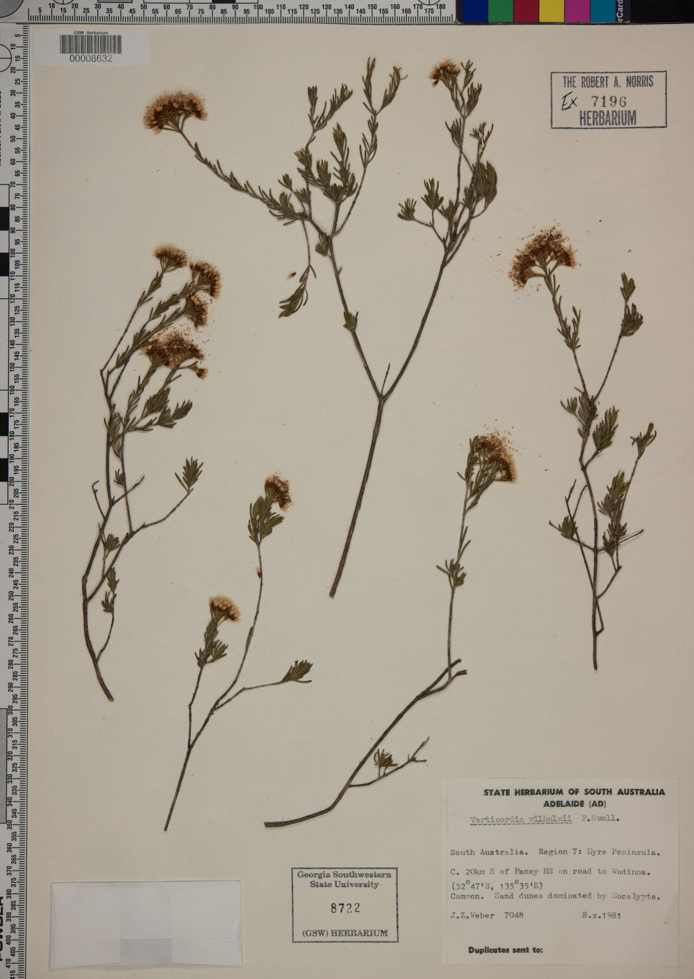 Homoranthus image