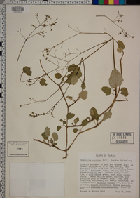 Boerhavia coccinea image