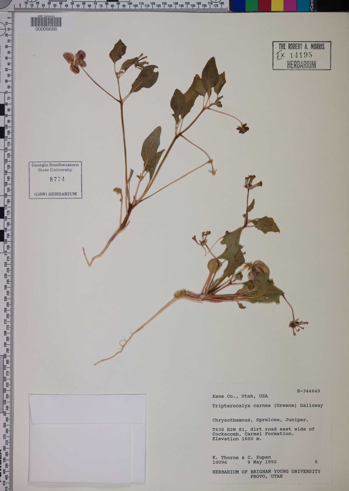 Tripterocalyx carnea image