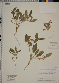 Tripterocalyx micranthus image