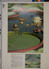 Victoria amazonica image