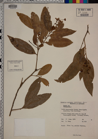 Image of Campylospermum serratum