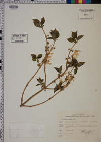 Forsythia ovata image