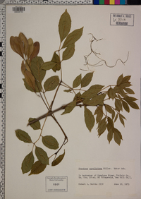 Fraxinus caroliniana image