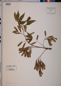 Fraxinus nigra image