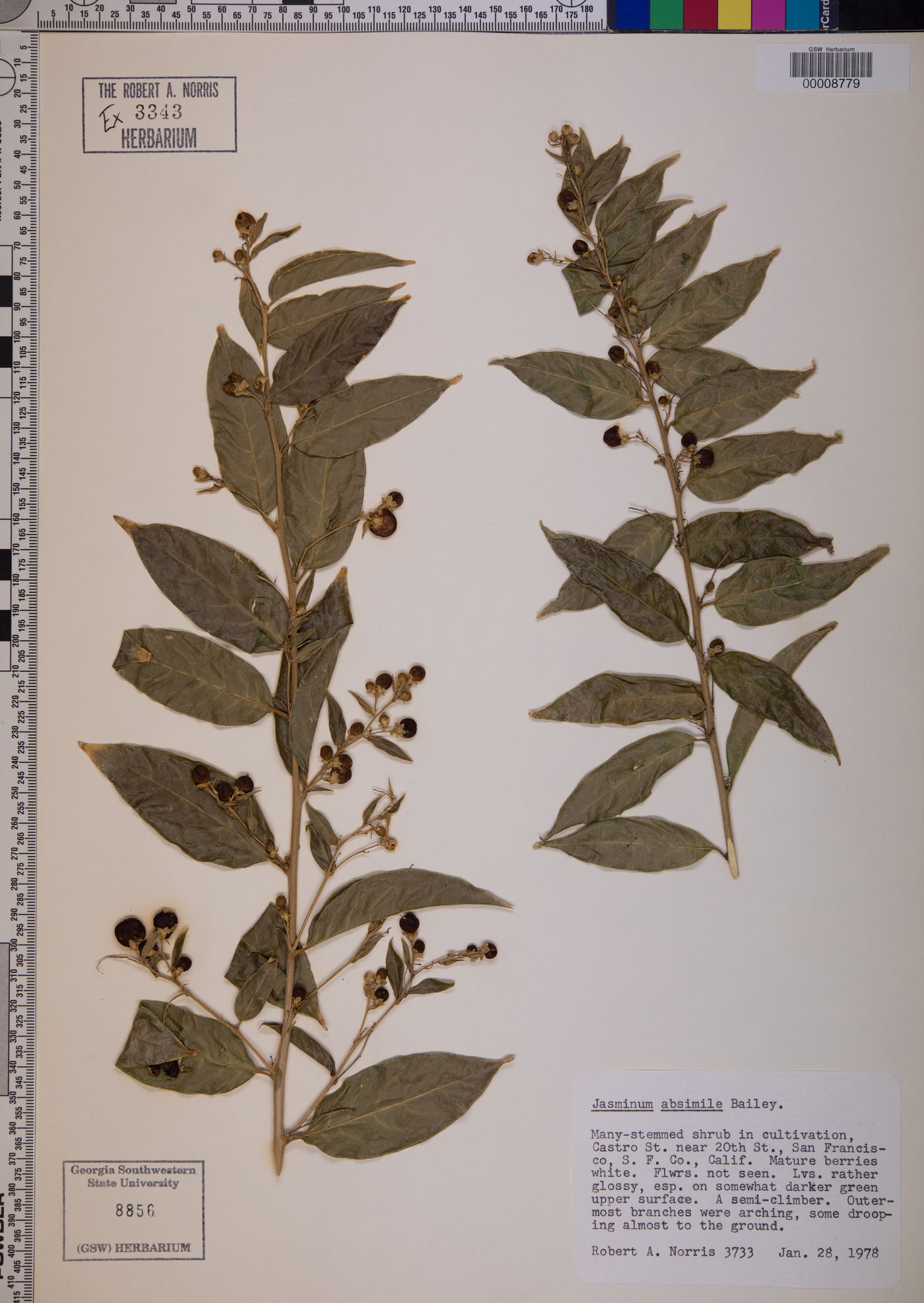 Jasminum simplicifolium subsp. le-ratii image