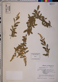 Ligustrum quihoui image