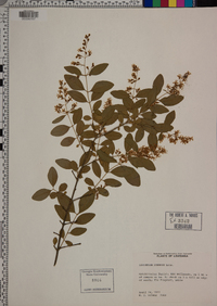 Ligustrum sinense image