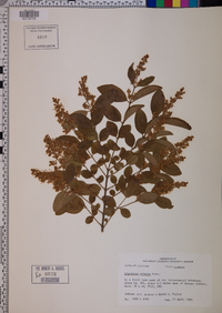 Ligustrum sinense image