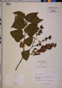 Syringa vulgaris image