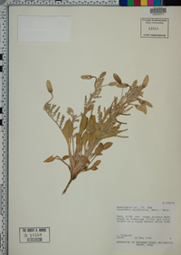 Oenothera californica image