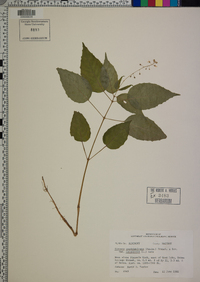 Circaea canadensis image