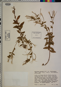 Epilobium ciliatum subsp. watsonii image