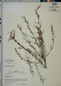 Ludwigia linearis image