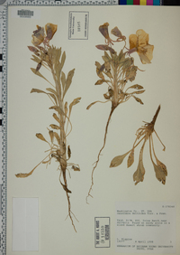 Oenothera deltoidea image