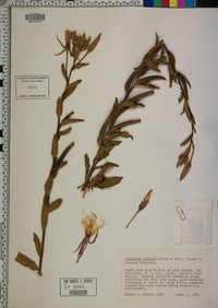Oenothera elata subsp. hookeri image