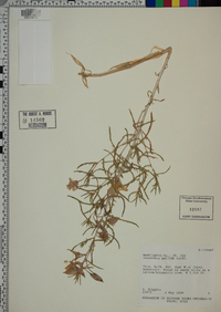 Oenothera pallida image