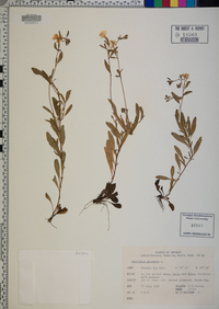 Oenothera perennis image