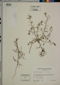 Camissonia strigulosa image