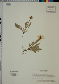 Oenothera triloba image