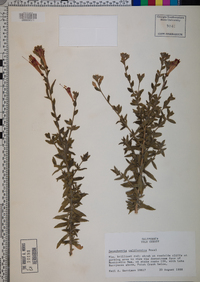 Epilobium canum image