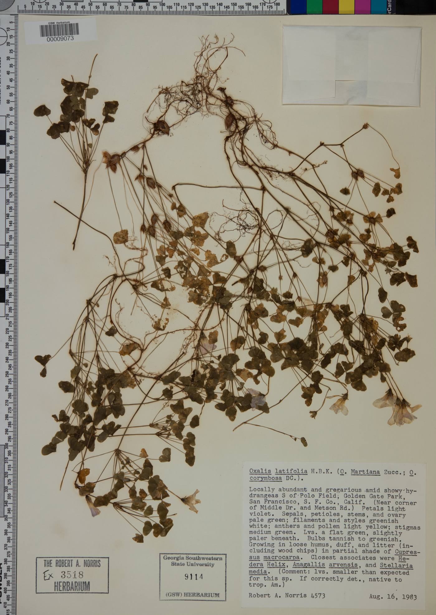 Oxalis incarnata image