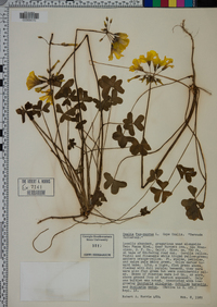 Oxalis pes-caprae image