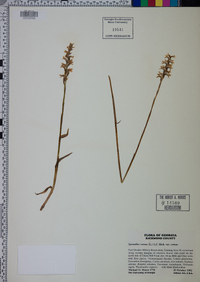 Spiranthes cernua image