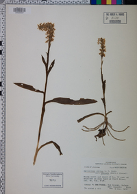 Spiranthes cernua image