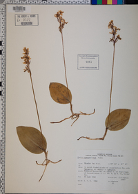 Orchis rotundifolia image