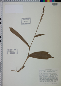 Platanthera flava image