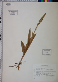 Platanthera hyperborea image