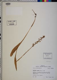 Platanthera lacera image