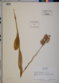 Platanthera psycodes image