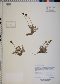 Papaver radicatum image